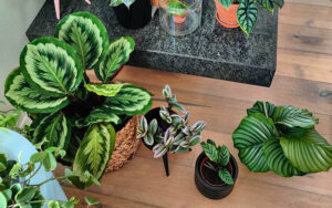 Calathea 240621